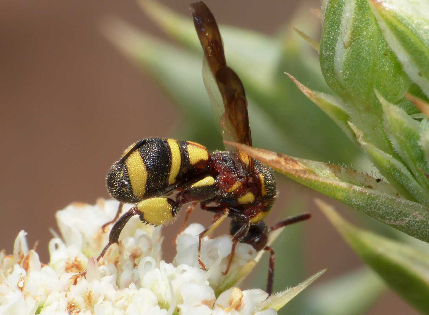 maschio di Leucospis, forse dorsigera